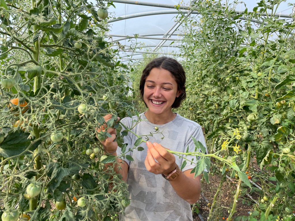 A smiling woman standing among tomato plants, picking fresh tomatoes in a greenhouse.
