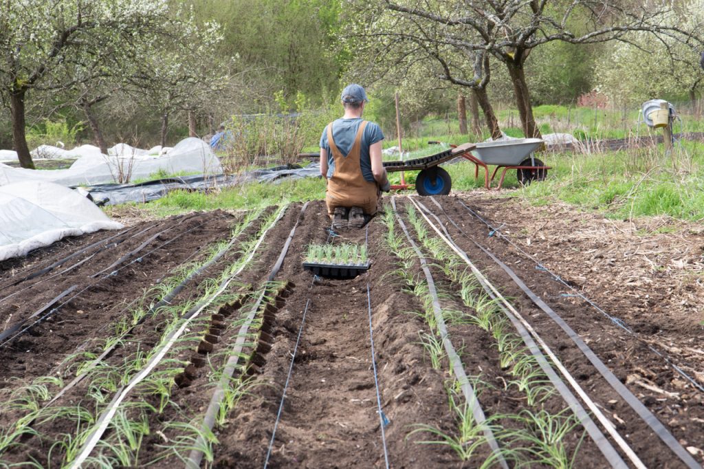 A person tending to plants in a field with an irrigation system set up