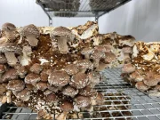 Champignons shiitake